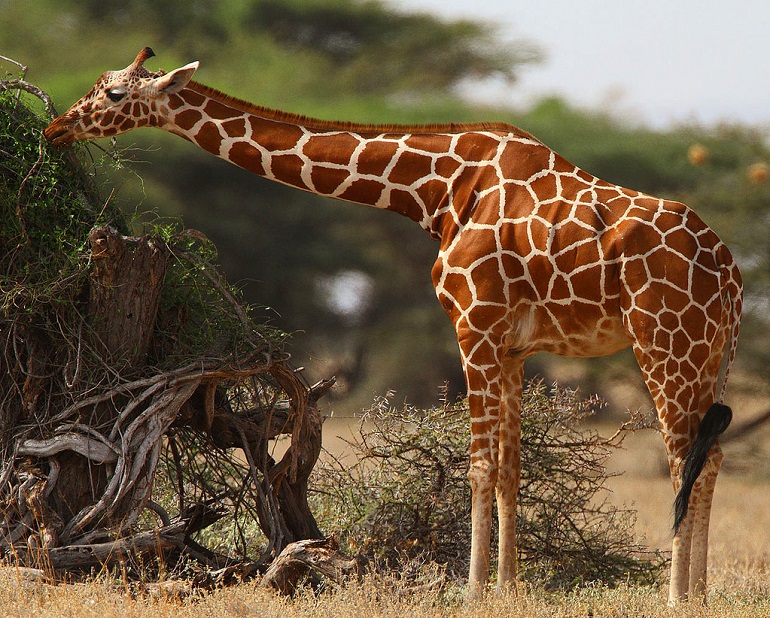 Reticulated giraffe