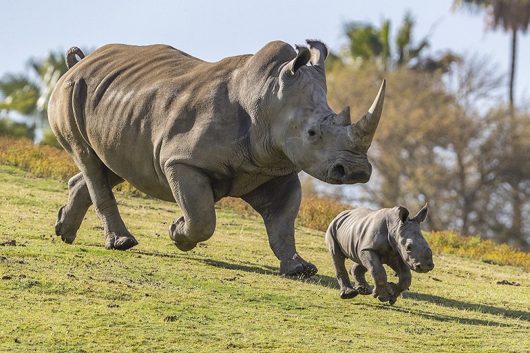 are rhinos herbivores
