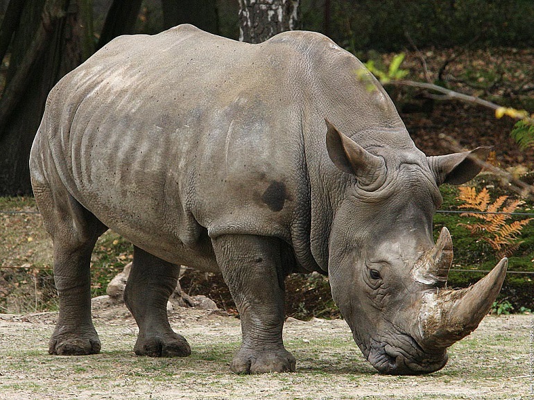 rhinoceros
