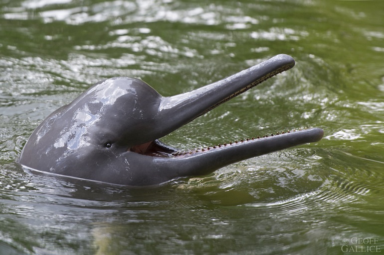 Yangtze River Dolphin