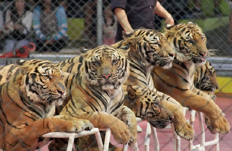 tigers bodies