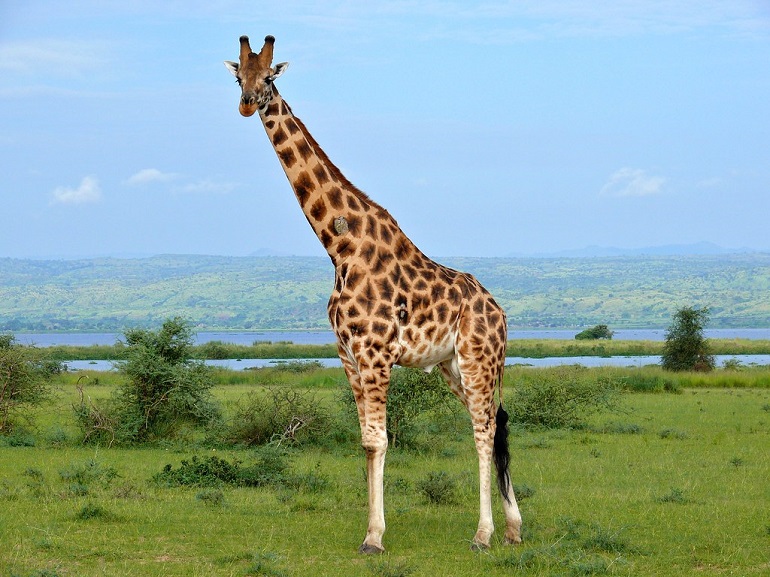 Rothschild's giraffe