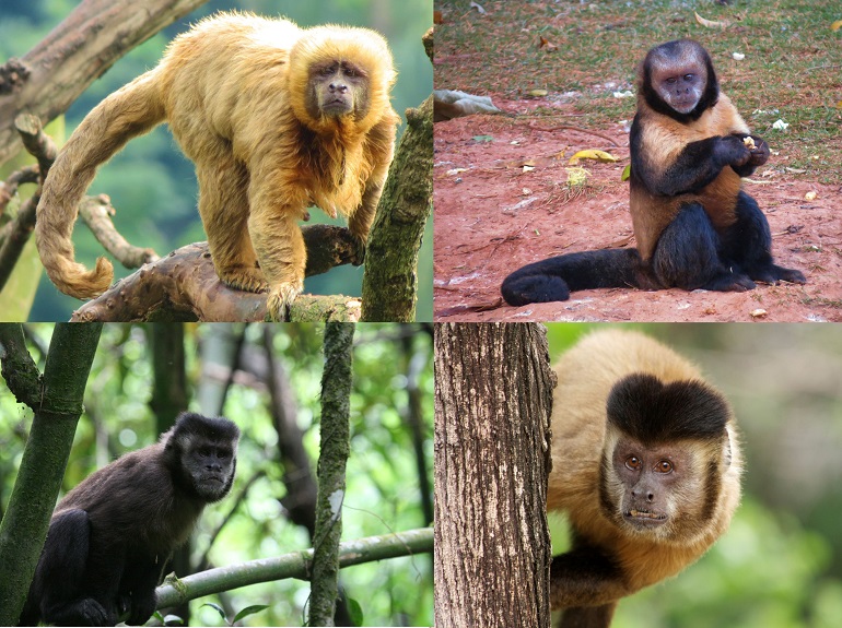 Sapajus Genus Capuchins