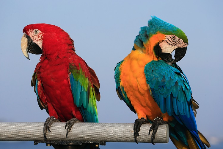 macaw flying