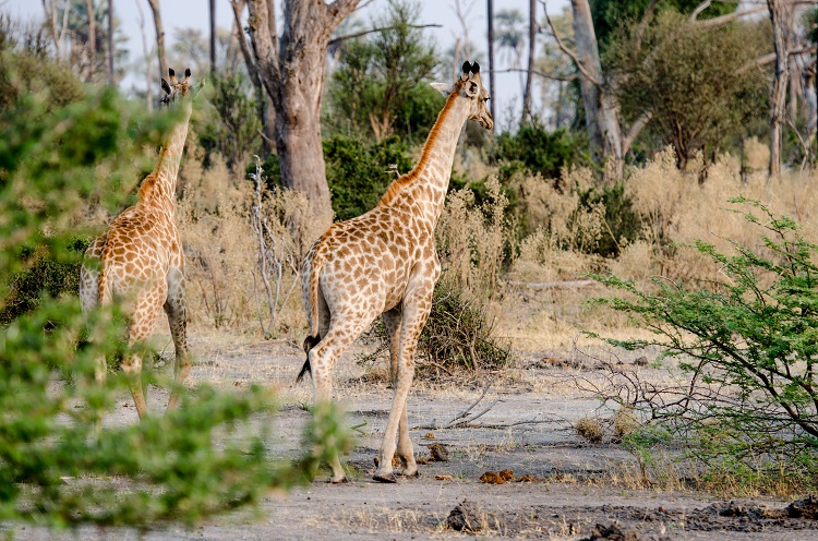 characteristics of giraffes