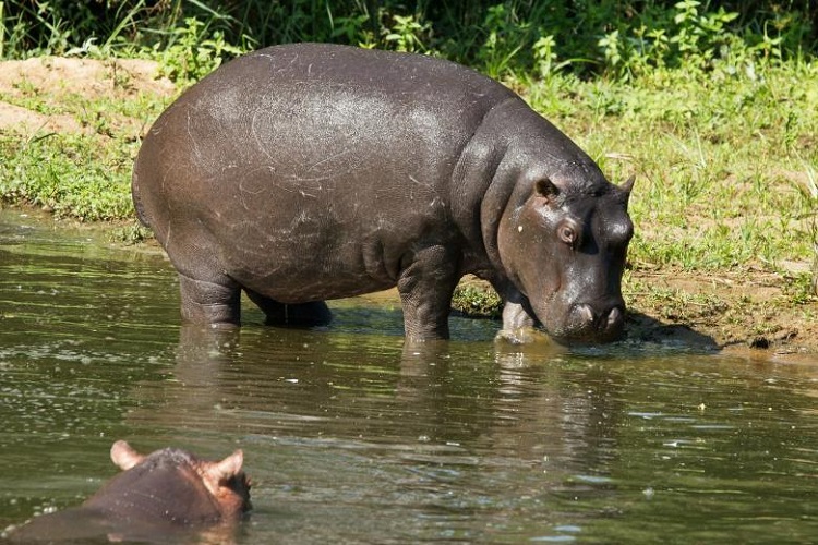 black hippos