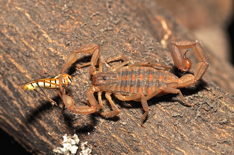 scorpion hunting
