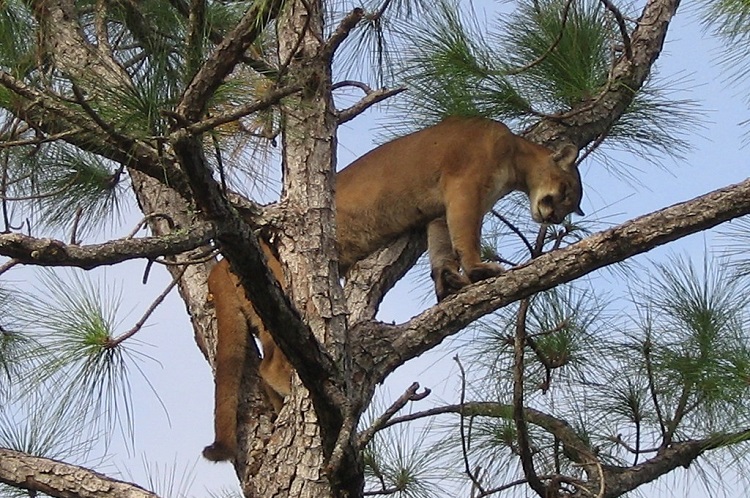 is a cougar a mountain lion