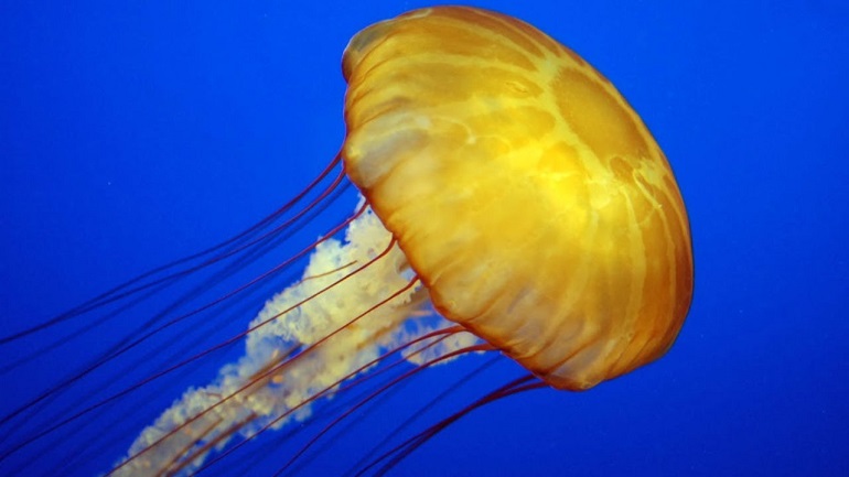 sea jellyfish