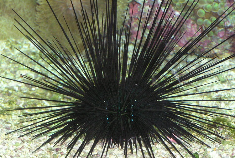 Edible Sea Urchin Food Chain