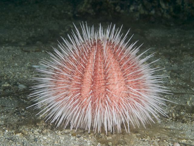 urchin anatomy