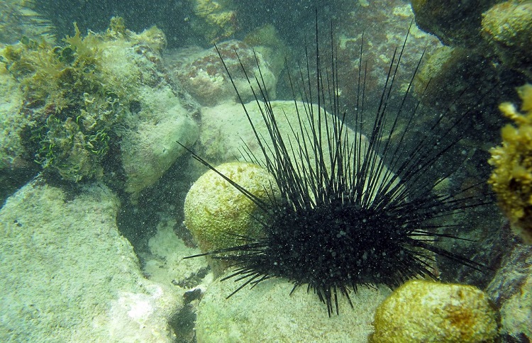 what do sea urchins do