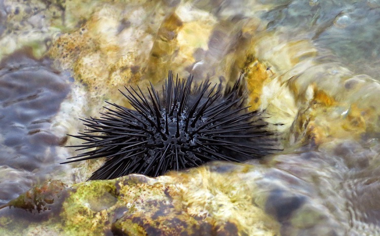 where do sea urchins live