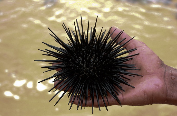 sea urchins scientific name