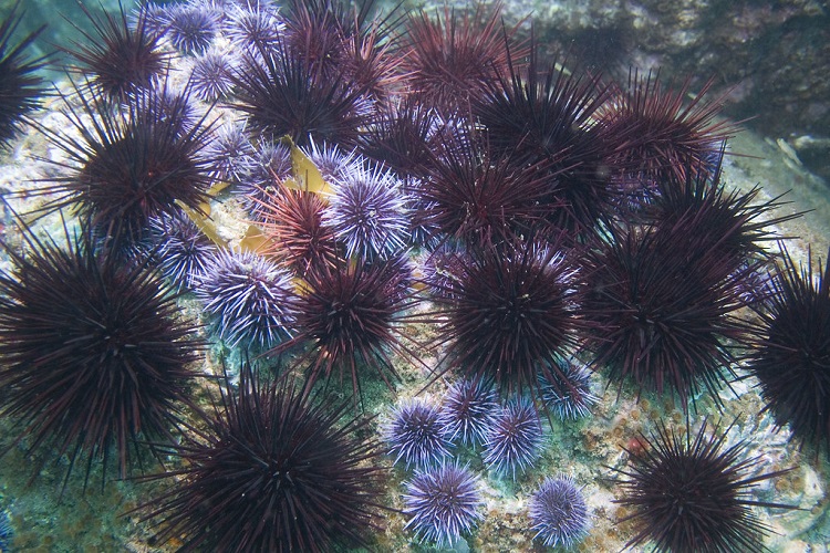 sea urchin class