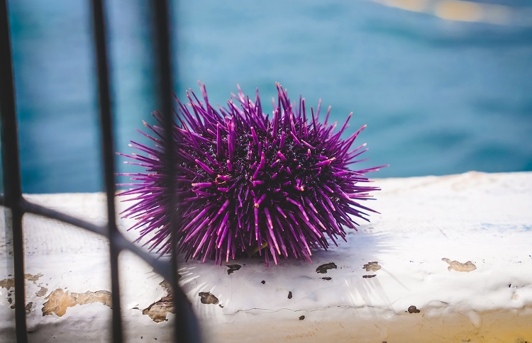 a sea urchin