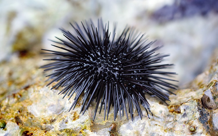 sea urchins animal