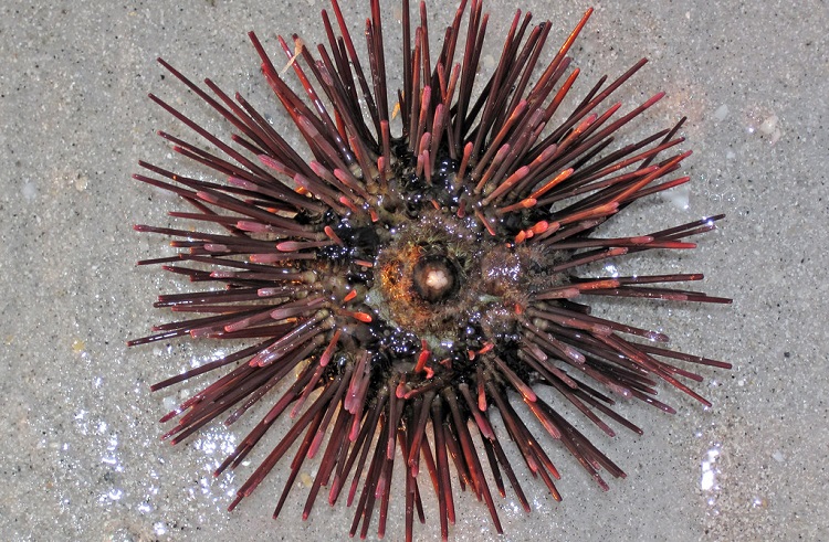 A) The normal circular trajectory of a sea urchin sperm is