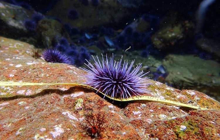 what is sea urchin