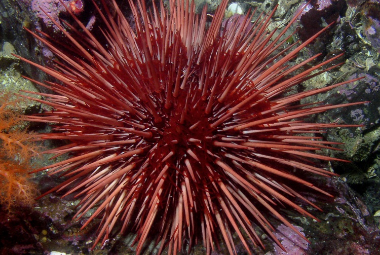 sea urchin species