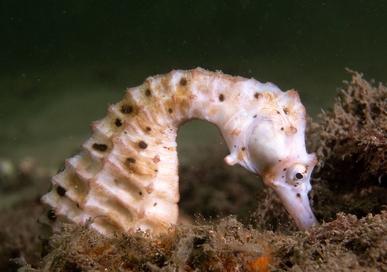 seahorse habitat
