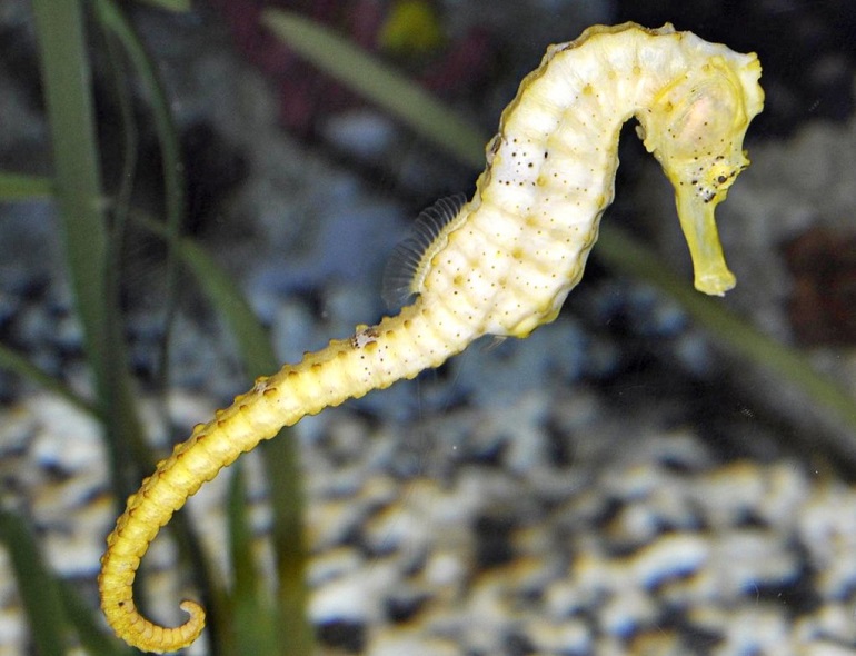 seahorse meaning
