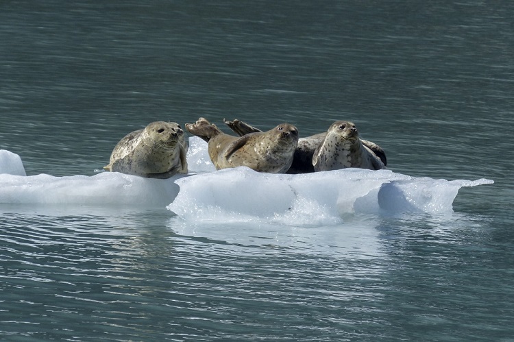 seal hunting