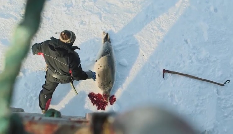 Silent Screams: The Horrors Of Seal Clubbing Exposed!!