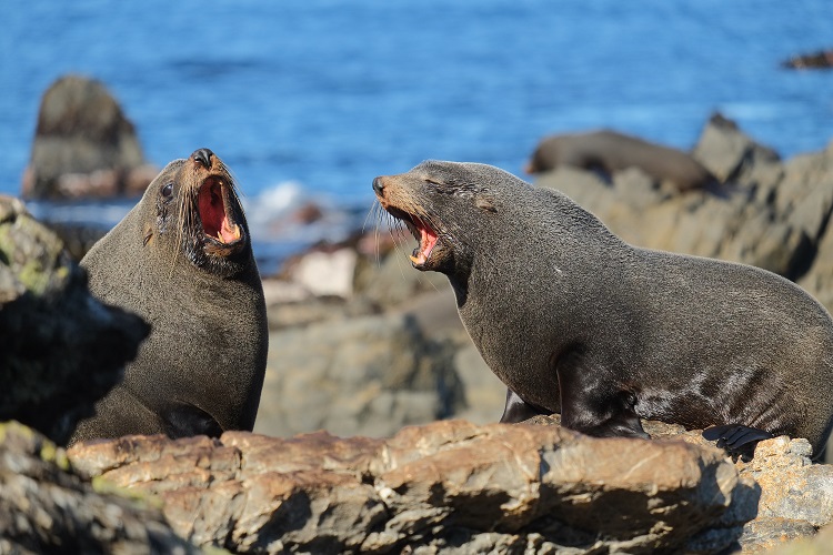 clubbing baby seals