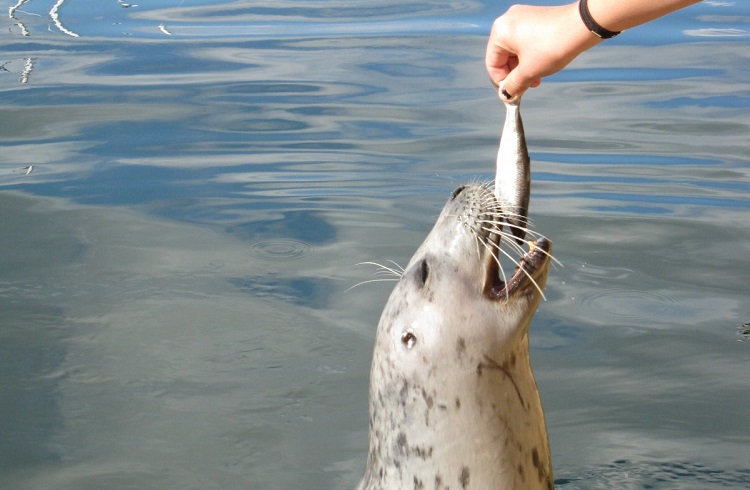 seal killing