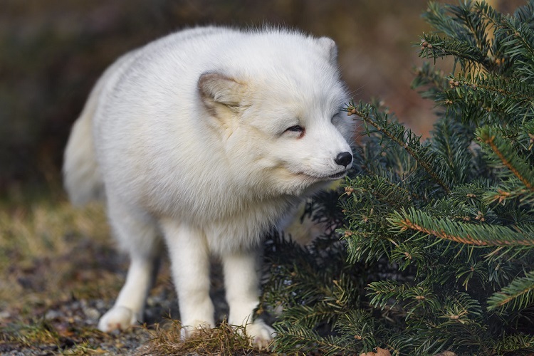 antarctic foxes