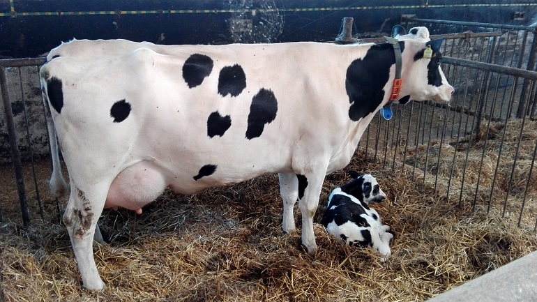 baby cow meat name
