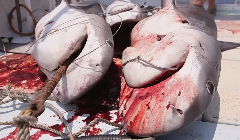 shark attacks per year in the world