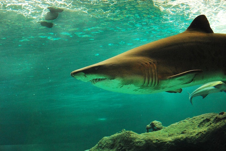 What's in a Tiger Shark's Stomach? - The Ocean Foundation