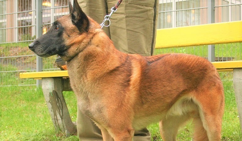 dog belgian malinois