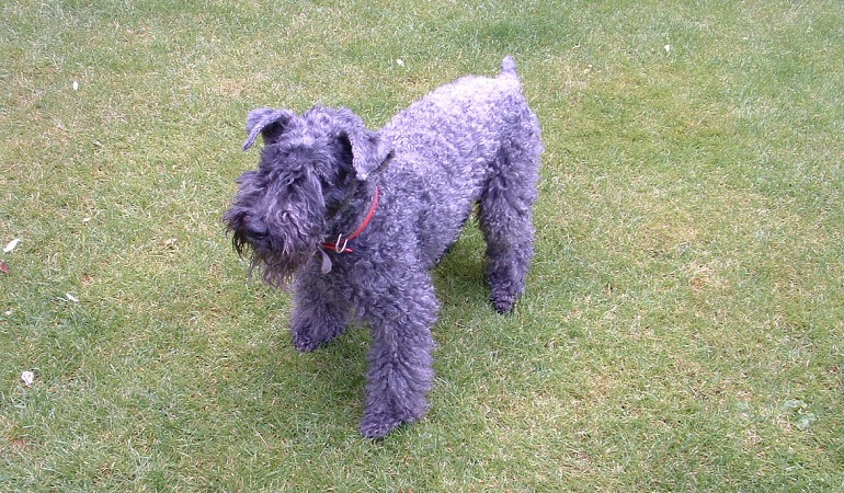 Kerry blue clearance terrier size