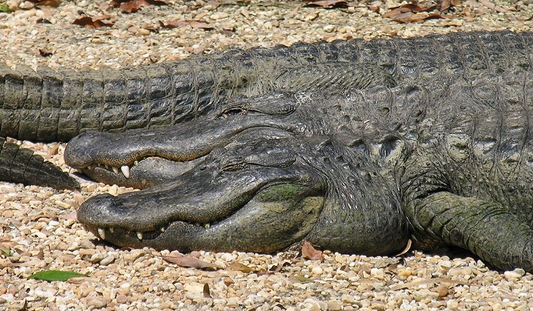 alligator information