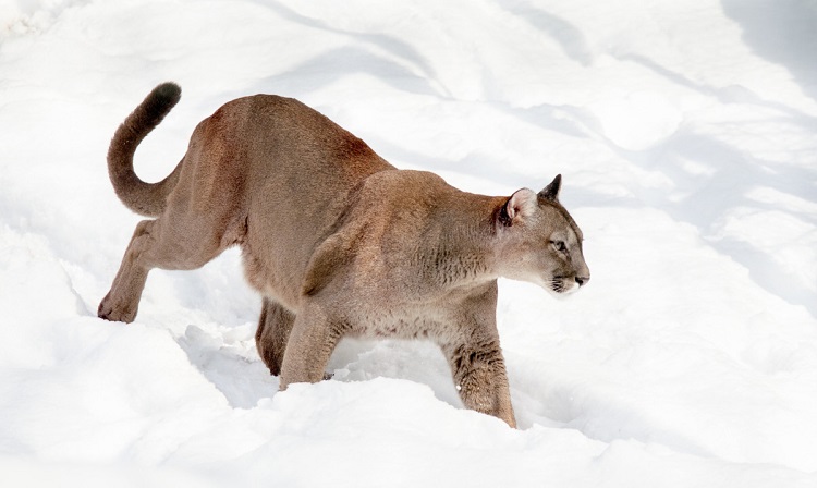 a cougar