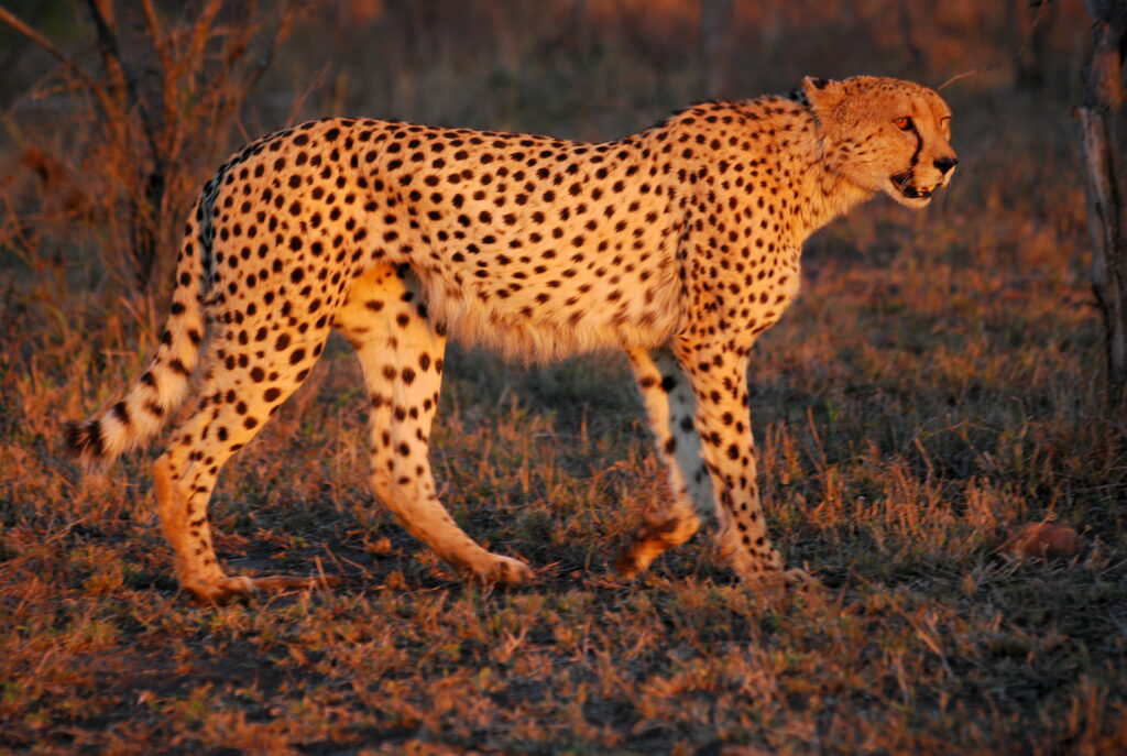 facts about cheetahs
