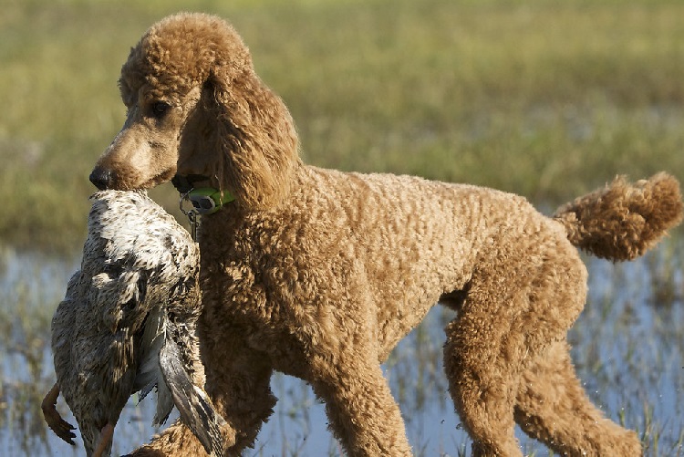 puppy irish water spaniel