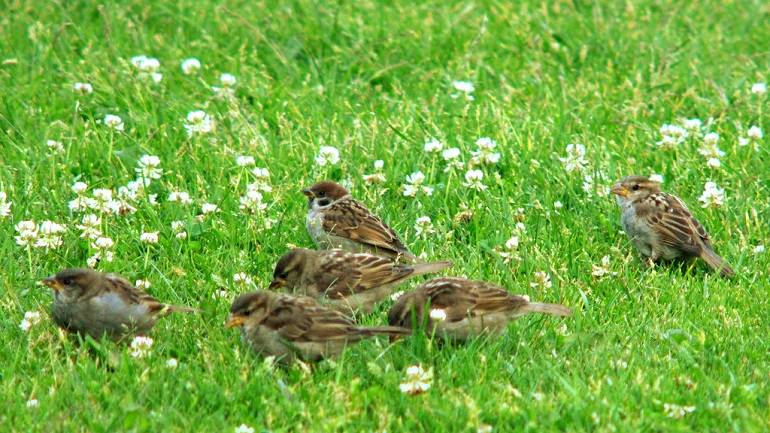 brown sparrow
