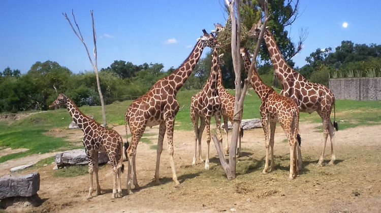 giraffe weight