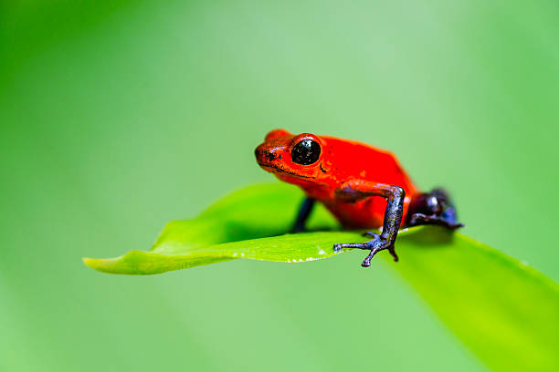 endangered animals