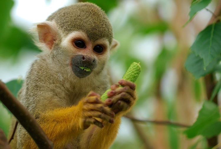 squirrel monkey