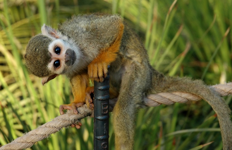 squirrel monkey diet