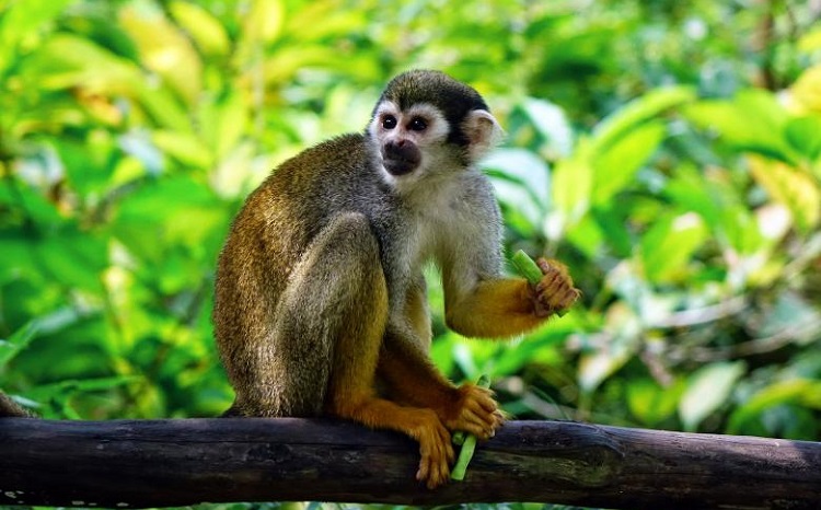 what does a squirrel monkey eat