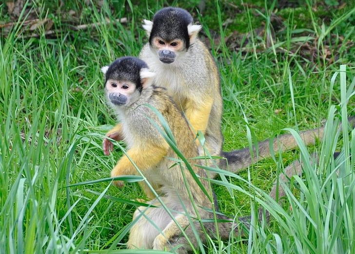 where do squirrel monkeys live