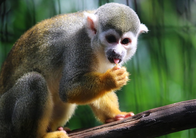 Monkey Falling Out Of Tree Smelling Finger