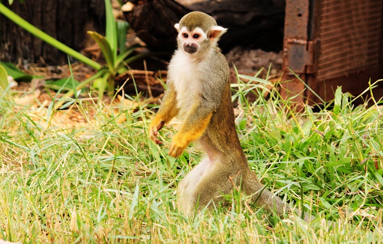 squirrel monkeys size