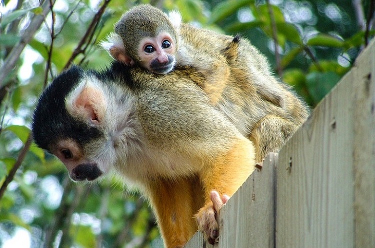 squirrel monkeys